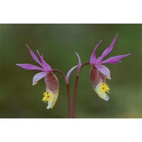 Michigan, Upper Peninsula, Calypso orchids